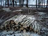 Дрова, Кругляк, Деловая древесина - фото 4