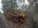 Дрова ОПТ, дрова паливні сосна, дрова для опалення, для виготовлення пілет - фото 2