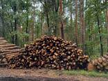 Дрова ОПТ, дрова паливні сосна, дрова для опалення, для виготовлення пілет - фото 3