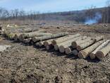 Дрова твердих порід - фото 3