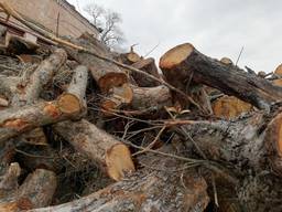 Дрова яблони, фруктовых пород, чурками от 50 до 100 см. диаметр от 12см.