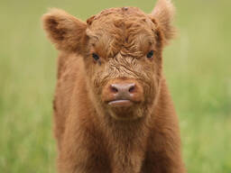 Дружелюбна корова хайленд