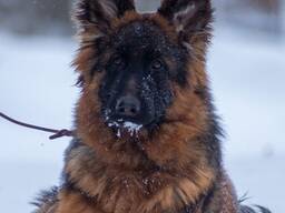 ДШ хлопчик німецької вівчарки.