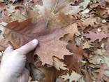 Дубовый опад листья дуба подстилка для Ахатины корм улиткам