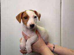 Дуже ласкаві та люблячі малюки, хлопчик та дівчинка Джек Рассел