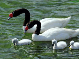 Двухцветный лебедь - лебеди разного возраста, сформированные пары