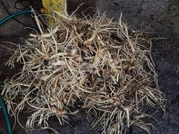 Дягель корень сухой