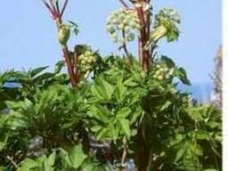 Дягиль корень