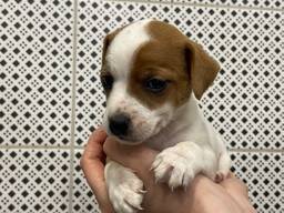 Джек рассел дівчинка