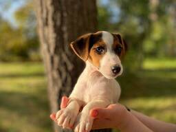 Джек рассел класні малюки для родини, кмітливі та дуже розумні