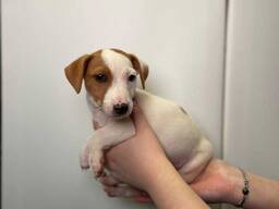 Джек рассел справжній друг у люблячу сім'ю, неймовірні малюки