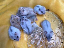 Джунгарський хом'як, хом'ячки ручні джунгарські, маленький хом'як