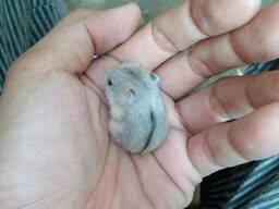 Джунгарський хом'як, хом'ячки ручні джунгарські, маленький хом'як