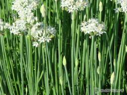 Джусай, китайский чеснок, рассада