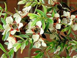 Гидролат чайного дерева для косметики в Крыму