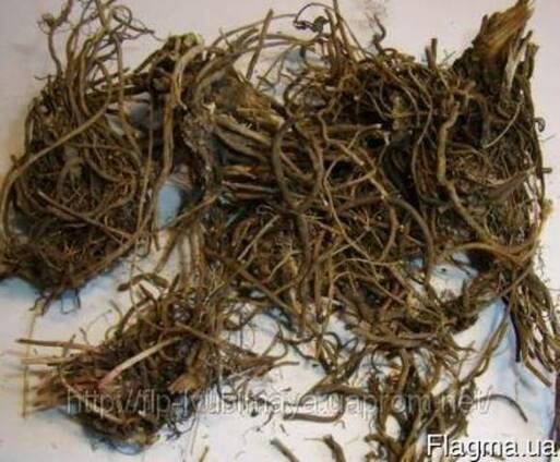 Эхинацея корень – Echinacea purpurea - Эхинацея пурпурная.
