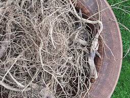 Ехінацея корінь, сушений корінь ехінацеї