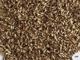 Ехінацея пурпурова. Насіння