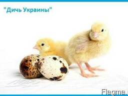 Эксклюзивные перепела, суточные и молодняк.