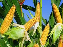 Пшеница кукуруза экспорт