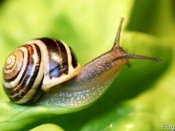 Экстракт секреции улитки