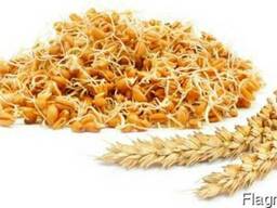Экстракт СО2 Зародышей пшеницы, 1 кг