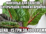 Экзотическая зелень выращенная в Украине - фото 2