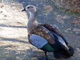 Экзотические гуси. Эфиопский гусь, Оринокко, Куриный гусь, Горный гусь