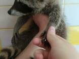 Экзотические питомцы. Енотики. Самцы и самки. Ручные. - фото 1