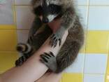 Экзотические питомцы. Енотики. Самцы и самки. Ручные. - фото 3