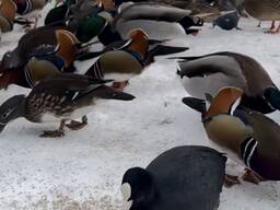 Екзотичний кольорові качки мандаринки, яскраві мандаринові качки стандарт та білі