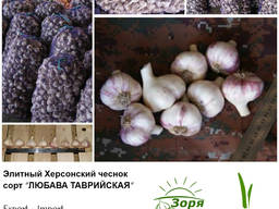 Элитный Херсонский чеснок - высококачественный, эксклюзивный
