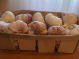 Элитный Херсонский чеснок - высококачественный, эксклюзивный - фото 3