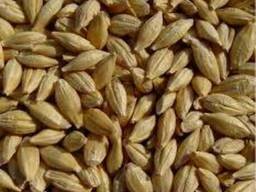Семена зерновых:Гречка, Овес, Пшеница, Ячмень. Документы