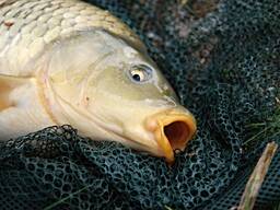 Елітний зарибок від виробника: Короп, Амур, Товстолоб