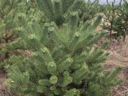 Елка Ель Сосна Новогодняя