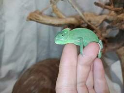 Еменские ручные хамелеоны. Малыши и подростки. Самцы и самки.