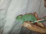 Еменские ручные хамелеоны. Малыши и подростки. Самцы и самки. - фото 1