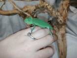 Еменские ручные хамелеоны. Малыши и подростки. Самцы и самки. - фото 2