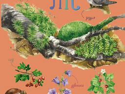 Детская энциклопедия про лес для дошкольников. Ranok Creative (614016)