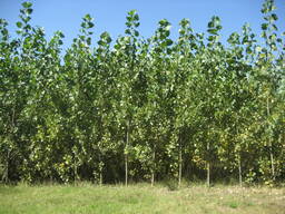 Енергетична тополя