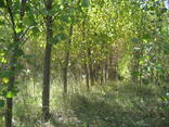 Енергетична тополя - фото 3