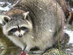 Енот-полоскун или американский енот. Procyon lotor.