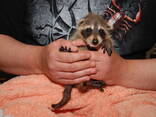 Енот полоскун, ручной енот, енотик, еноты - фото 3