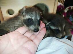 Енот. Ручные еноты полоскуны. Procyon. Выкормыши.