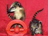 Енот с добрым покладестым нешкодливым характером- это носуха - фото 3