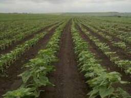 Семена Подсолнечника ЕС Саксон (под Гранстар)