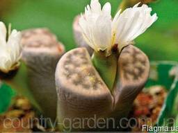 Эсклюзив цветущие камни Литопс и много других растений