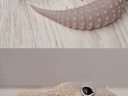 Еублефар , гекон , ящірка , самець , самка