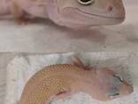 Еублефар , гекон , ящірка , самець , самка - фото 1